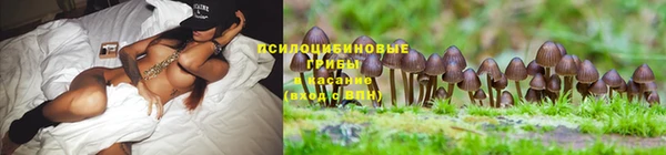 PSILOCYBIN Валдай